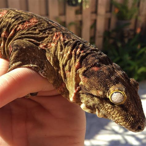 Leachie Gecko: A Complete Leachianus Gecko Care Guide