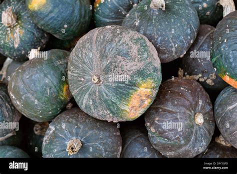 Dark Green Japanese Kabocha Squash In Pile Stock Photo Alamy