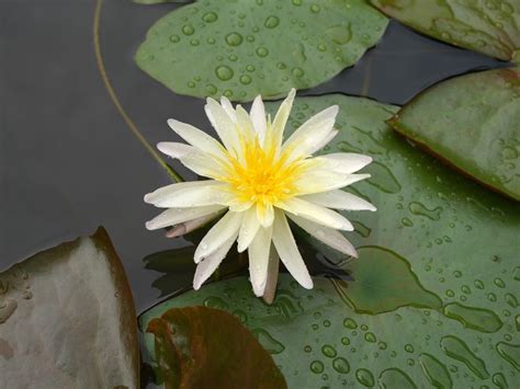 Nymphaea Klong15 M4 HxT ISG Water Lily Thailand 005 Water Lily