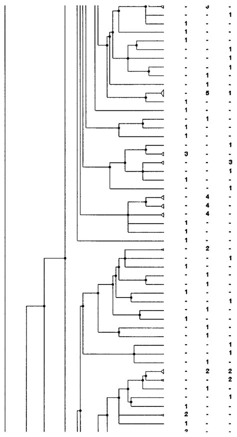 Pfge Analysis Dendrogram Showing The Genetic Relationship Among Strains