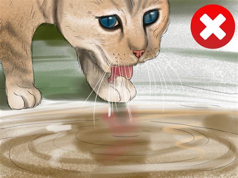 How to Diagnose and Treat Giardia in Cats: 10 Steps