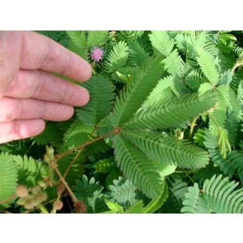 Jual Daun Putri Malu Kering Dan Segar Mimosa Pudica 250r Shopee