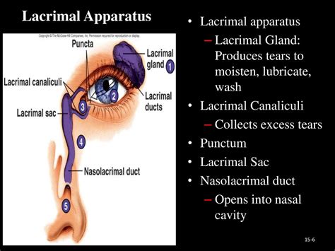 Introductory Lecture On The Physiology Of Vision Ppt Download