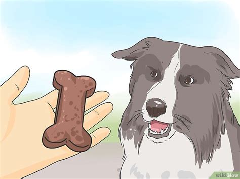 Cómo pasear a tu perro 12 Pasos con imágenes wikiHow