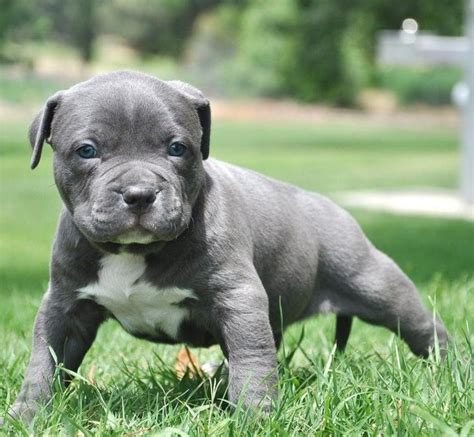 American Pit Bull Terrier Puppies For Sale | Montrose, CO #286109