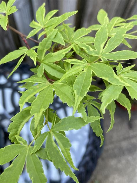 Acer Palmatum Asagi Nishiki Japanese Maple Conifer Kingdom