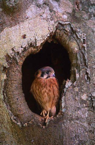 American Kestrel Vibrant Plumage And Expert Hunting Skills