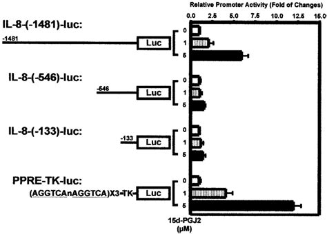 A Schematic Representation Of PGL3IL 8 And PGL3 PPRE TK Luciferase