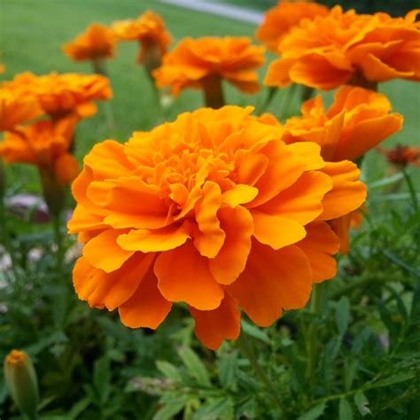 Jual Marigold Durango Tangerine Biji Benih Biji Tanaman Bunga