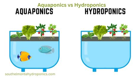 Aquaponics Vs Hydroponics The Best Benefits Challenges And Costs Of