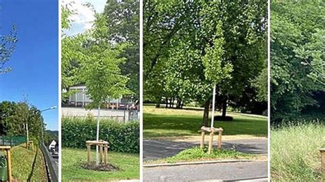 Neue Bäume für besseres Stadtklima Bürger machen es möglich