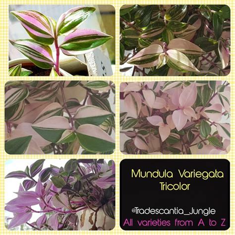 Tradescantia Mundula Variegata Tricolor Rainbow Hill Rio