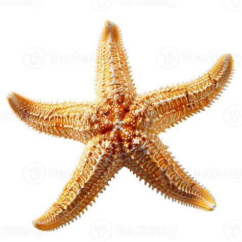 Common starfish on isolated transparent background 44280161 PNG