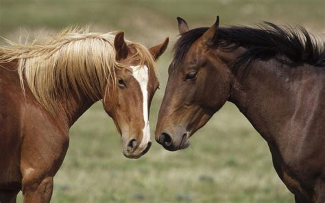 Conditions Essential for Effective Horse Breeding — Equine Info