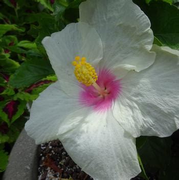 Hibiscus 'Hollywood Starstruck' from University of Georgia Trial Gardens