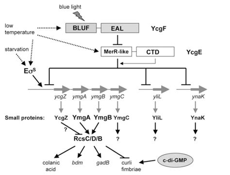 Igemimperial2009encapsulationphase2colanic Acid Openwetware