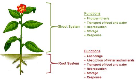 SC.912.L.14.7 Plant Structure - Welcome to Dr. Suris Science Class!