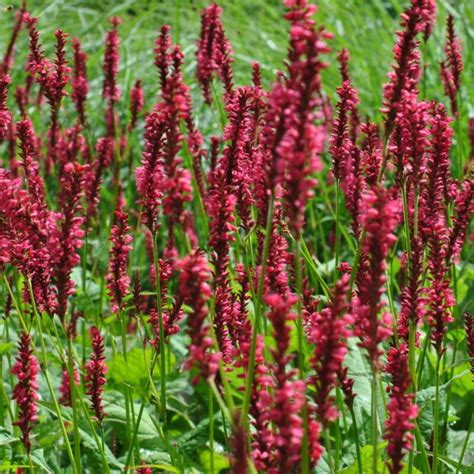 Persicaria Speciosa Firetail