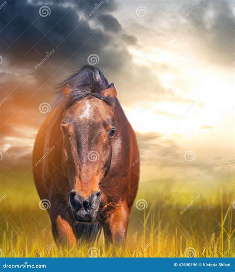 Angry Horse With Ears Laid Back In A Field Stock Photo Image 47690196