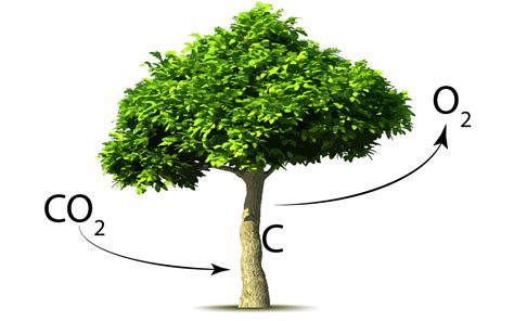 Understanding Carbon Capture And Sequestration Replant Ca Environmental