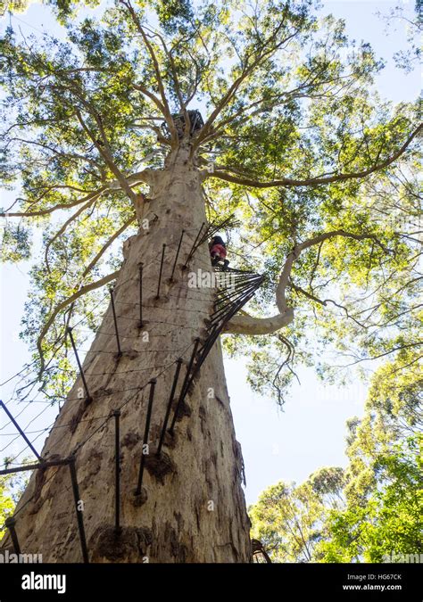 Gloucester Tree Pemberton Fotos Und Bildmaterial In Hoher Aufl Sung