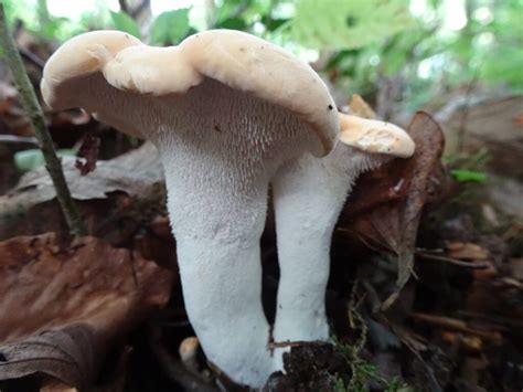 Foraged Mushroom 12: Wood Hedgehog - My Mushroom Journal