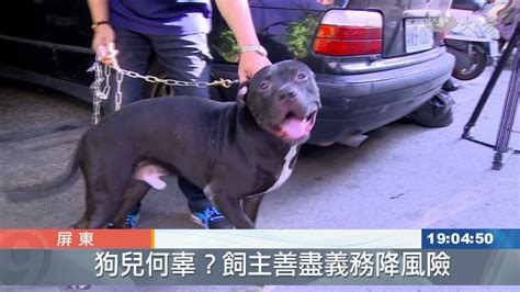 比特犬咬死3歲童 飼主未登記違法 Youtube