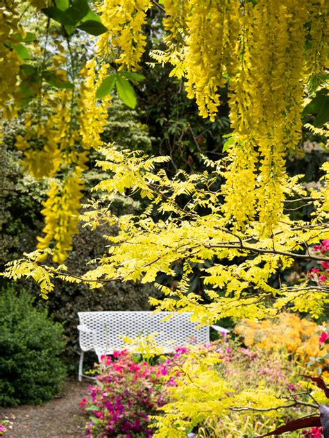 Laburnum Tree - Knockpatrick Gardens