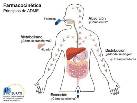 Pin di Bett Muñoz su enf Farmacologia Medicina Metabolismo