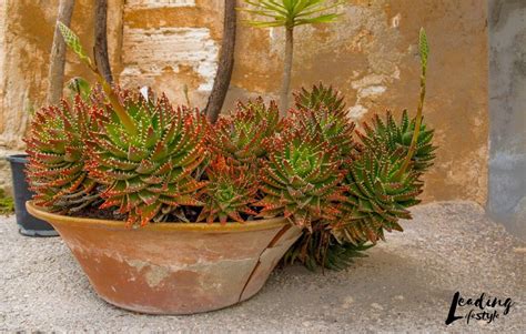 What Are The Best Succulents for Shade | Leading Lifestyle