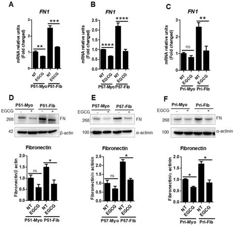 Levels Of Fibronectin Mrna And Protein Expression Were Reduced By Egcg