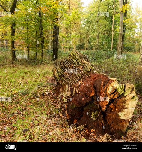 Savernake Forest in autumn Stock Photo - Alamy