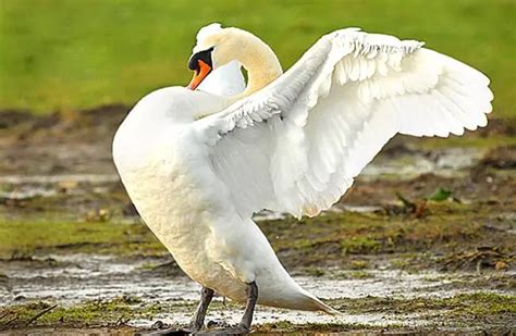 Mute Swan - Description, Habitat, Image, Diet, and Interesting Facts