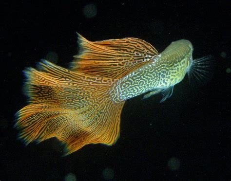 An Orange And White Fish Swimming In The Dark Water With Bubbles On It