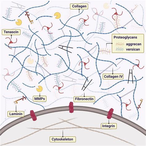 Frontiers Heterogeneity And Versatility Of The Extracellular Matrix