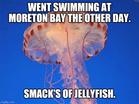 jellyfish Memes - Imgflip