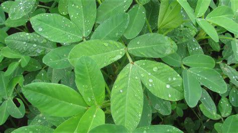 Peanut Arachis Hypogaea Kew