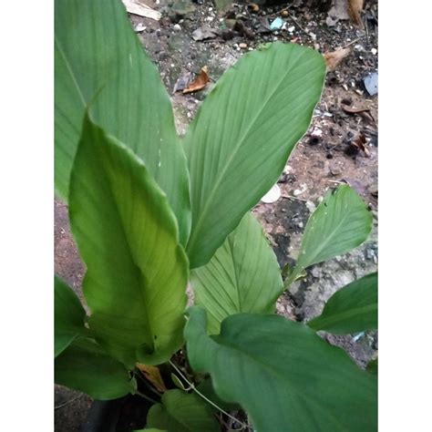 Kunyit Pokok Kunyit Kunyit Masakan Anak Pokok Dalam Polybag