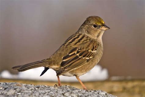 Meet Weary Willie The Golden Crowned Sparrow