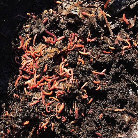 Red Wiggler Worms 1lb — Northern Rockies Vermicompost