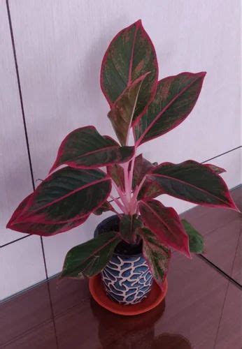 Plantation Well Watered Red Aglaonema Plant, For Home at Rs 120/piece ...