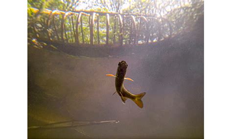 Photographing The Creek Of Hope Encyclopedia Of Puget Sound