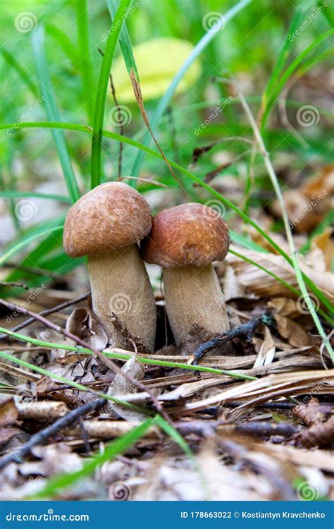 Familia De Hongos De Boletus En Estado Salvaje El Hongo Porcini Crece