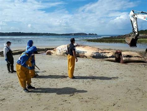 ENVIRONNEMENT Une baleine de 17 m séchoue sur une plage dans le Finistère