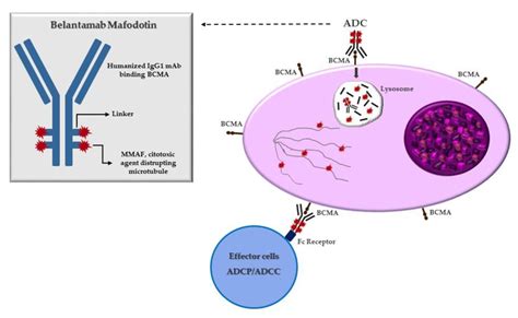 Mechanism Of Action Of Belantamab Mafodotin After Binding To Bcma On