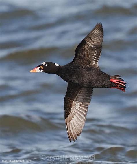 Surf Scoter male | Sea world, Sea birds, Blue winged teal