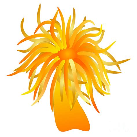 Orange Sea Anemone Digital Art By Michal Boubin