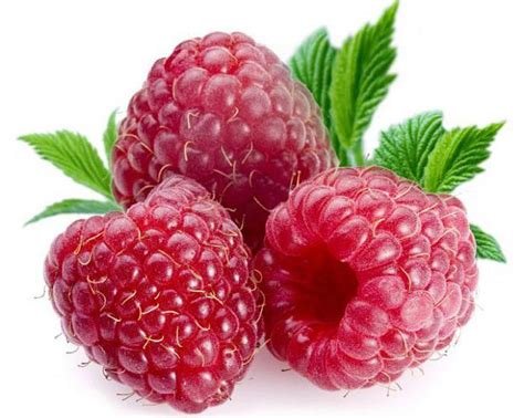 Малина: выращивание, посадка и уход за малиной :: BusinessMan.ru