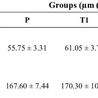 Mean Epithelial Thickness And Diameter Of Seminiferous Tubules