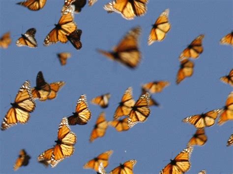 Natureza Borboletas monarca usam bússola interna para percorrer